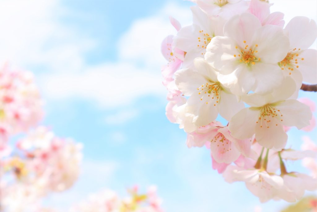 昼の空と桜